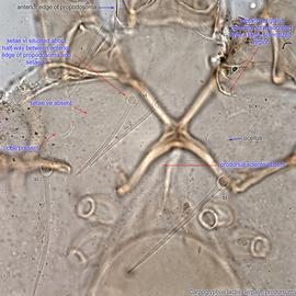  Fig. 8.  Carpoglyphus lactis  female prodorsum. 