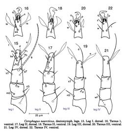  Fig. 8.  Cerophagus nearcticus  phoretic deutonymph legs I-IV; drawing by Barry OConnor, University of Michigan. 