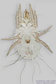  Fig. 8.  Forcellinia  sp. (ex  Tapinoma sessile ) male, ventral view. 