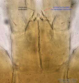  Fig. 8.  Hattena cometis  female gnathosoma. 