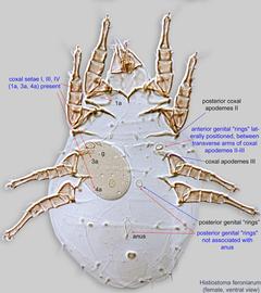  Fig. 8.  Histiostoma feroniarum  female, ventral view. 