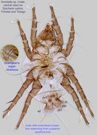  Fig. 8.  Horstiella  sp. (ex  Epicharis rustica , Trinidad and Tobago) male, ventral view. 