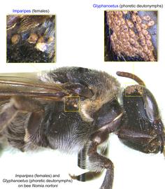  Fig. 8.  Imparipes  females below wings' bases and  Glyphanoetus  phoretic deutonymphs on head, both phoretic on halictid bee  Nomia nortoni ; photo by Barry OConnor, University of Michigan. 