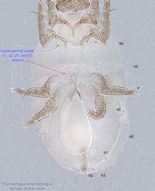  Fig. 8.  Thyreophagus entomophagus  female idiosoma, dorsal view.  