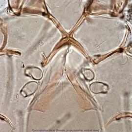  Fig. 8b.  Carpoglyphus lactis  female propodosoma, ventral view. 