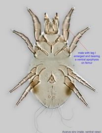  Fig. 9.  Acarus siro  male, ventral view. 