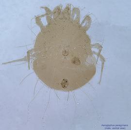  Fig. 9.  Aeroglyphus peregrinans  male, ventral view. 