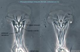  Fig. 9.  Afrocypholaelaps lindquisti  female ambulacrum III, dorsal and ventral views. 