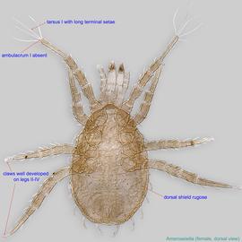  Fig. 9.  Ameroseiella  sp. female, dorsal view. 