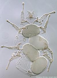  Fig. 9.  Anoetus  ex  Halictus ligatus  female, dorsal view. 