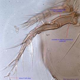  Fig. 9.  Bakerdania  female legs III-IV. 