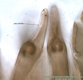  Fig. 9.  Bisternalis mexicanus  female fixed digit, dorsal view. 