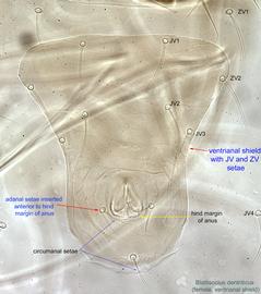  Fig. 9.  Blattisocius dentriticus  female ventrianal shield. 