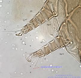  Fig. 9.  Cerophagopsis skorikovi  phoretic deutonymph legs III-IV, dorsal view. 