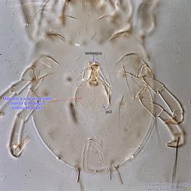  Fig. 9.  Glycycometus   molitor  male hysterosoma, ventral view. 