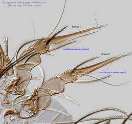  Fig. 9.  Glycyphagus (Lepidoglyphus) destructor  female legs I-II, dorsal view. 