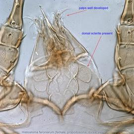  Fig. 9.  Histiostoma feroniarum  female propodosoma, dorsal view. 