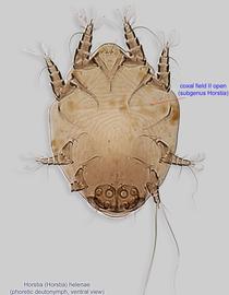  Fig. 9.  Horstia   (  Horstia  )   helenae  phoretic deutonymph, ventral view; bright field. 