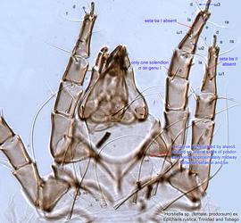  Fig. 9.  Horstiella  sp. (ex  Epicharis rustica , Trinidad and Tobago) female prodorsum. 