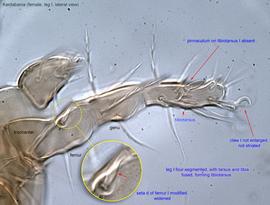  Fig. 9.  Kerdabania  female leg I, lateral view. 