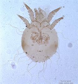  Fig. 9.  Kuzinia laevis  male, ventral view. 