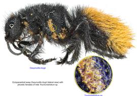  Fig. 9. Ectoparasitoid wasp  Dasymutilla klugii  (lateral view) with phoretic females of mite  Trochometridium  sp. 