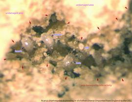  Fig. 15.  Acarus chaetoxysilos  burrowing in Stichelton cheese imported from England to the US. 