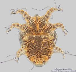  Fig. 1.  Achaetodactylus ceratinae  phoretic deutonymph, ventral view .  