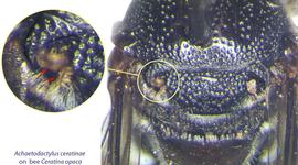  Fig. 4. Closeup of phoretic deutonymphs of  Achaetodactylus ceratinae  at the entrances of axillar acarinaria of  Ceratina opaca . 