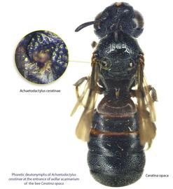  Fig. 3. Phoretic deutonymphs of  Achaetodactylus ceratinae  at the entrance of axillar acarinarium of the bee  Ceratina opaca . 