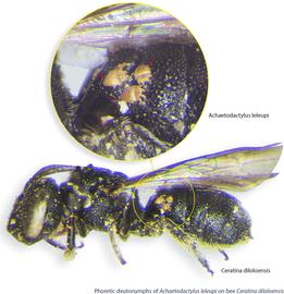  Fig. 5. Phoretic deutonymphs of  Achaetodactylus leleupi  on bee  Ceratina diloloensis . 