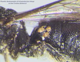  Fig. 6. Closeup of phoretic deutonymphs of  Achaetodactylus leleupi  on bee  Ceratina diloloensis . 