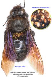  Fig. 13. Feeding stages of mite  Aeroglyphus peregrinans  on large carpenter bee  Xylocopa valga . 