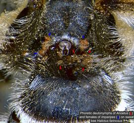  Fig. 15. Phoretic deutonymphs of  Anoetus  (red arrows) and females of  Imparipes  (blue arrows) on sweat bee  Halictus farinosus ; photo by Barry OConnor, University of Michigan. 