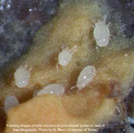  Fig. 18. Feeding stages of mite  Anoetus  on provisioned pollen in nest of bee  Megalopta;  photo © N. Biani, University of Texas. 