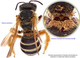  Fig. 14. Phoretic deutonymphs of  Anoetus  (many, red arrows) and females of  Imparipes  (few, blue arrows) on sweat bee  Halictus parallelus;  photo by Lindsey Seastone & Laura Hartmann, ITP. 