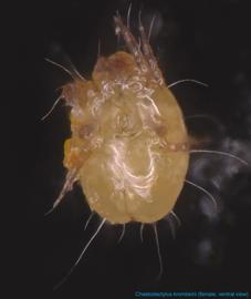  Fig. 9.  Chaetodactylus krombeini  female, ventral view; FL photo by Ron Ochoa & Gary Bauchan, USDA-ARS. 