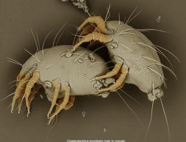  Fig. 11.  Chaetodactylus krombeini  pair in copula; LT-SEM photo by Ron Ochoa & Gary Bauchan, USDA-ARS. 