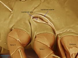  Fig. 12.  Chaetodactylus krombeini  female lateral propodosoma showing enlarged supracoxal sclerite. This trait is diagnostic for the family Chaetodactylidae; LT-SEM photo by Ron Ochoa & Gary Bauchan, USDA-ARS. 