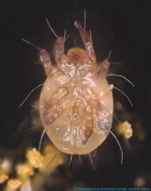  Fig. 10.  Chaetodactylus krombeini  male, ventral view; FL photo by Ron Ochoa & Gary Bauchan, USDA-ARS. 