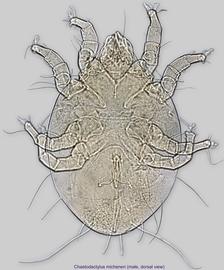  Fig. 7.  Chaetodactylus micheneri  male, dorsal view. 