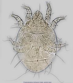  Fig. 8.  Chaetodactylus micheneri  male, ventral view. 