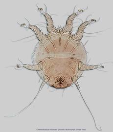  Fig. 2.  Chaetodactylus micheneri  phoretic deutonymph, dorsal view. 