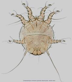  Fig. 3.  Chaetodactylus micheneri  phoretic deutonymph, ventral view. 