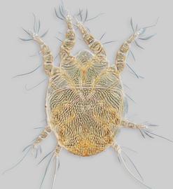  Fig. 1.  Centriacarus guahibo  phoretic deutonymph, dorsal view.
