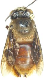  Fig. 2.  Centriacarus guahibo  phoretic deutonymphs on bee  Centris  sp. from Venezuela. 