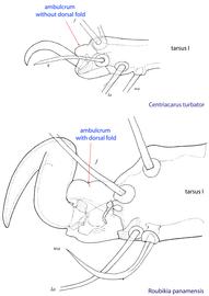  Fig. 7. Ambulacra I-III of phoretic deutonymphs of the genus  Centriacarus  are unmodified and lack a dorsal fold; by comparison, ambulacra in other genera of Chaetodactylidae have a dorsal cuticular fold. 