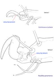  Fig. 8. Phoretic deutonymphs of the genus  Centriacarus  have setae p' (=q) on tarsi I-IV; by comparison, these setae are absent in other genera of Chaetodactylidae. 