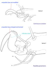  Fig. 6. Claws I-III of phoretic deutonymphs of the genus  Centriacarus  are unmodified and not twisted; by comparison, claws of other genera of Chaetodactylidae are enlarged and twisted. 