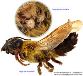  Fig. 16. Phoretic deutonymphs of  Cerophagopsis skorikovi  on bee  Megachile sculpturalis;  photo by Lindsey Seastone & Laura Hartmann, ITP. 